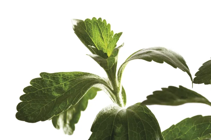 Framed Print : Sweetleaf (Stevia) Print Framed Print : Sweetleaf (Stevia) Print