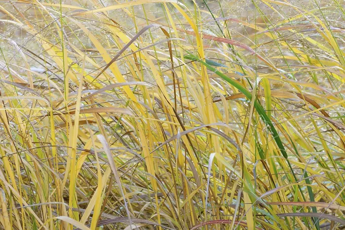 Framed Print : Switchgrass Print, Autumn Colouring in Germany Framed Print : Switchgrass Print, Autumn Colouring in Germany