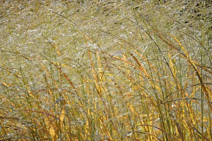 Framed Print : Switchgrass Print, North Rhine-Westphalia, Germany Framed Print : Switchgrass Print, North Rhine-Westphalia, Germany