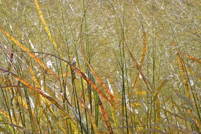 Framed Print : Switchgrass Print, North Rhine-Westphalia, Germany Framed Print : Switchgrass Print, North Rhine-Westphalia, Germany