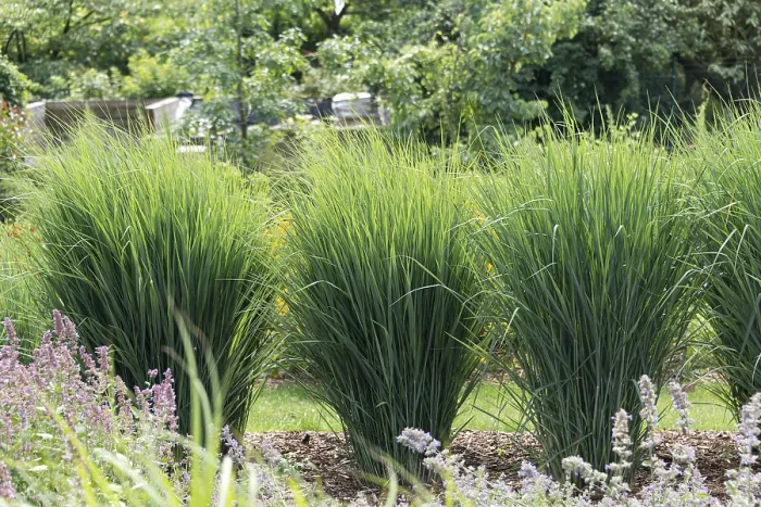 Framed Print : Switchgrass (Panicum virgatum 'Cloud Nine') Print Framed Print : Switchgrass (Panicum virgatum 'Cloud Nine') Print