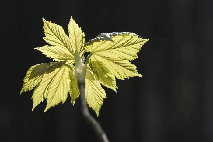 Framed Print : Sycamore Maple Print, Emsland Germany Framed Print : Sycamore Maple Print, Emsland Germany