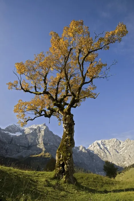Framed Print : Sycamore Maple (Acer pseudoplatanus) Print, Tirol, Austria Framed Print : Sycamore Maple (Acer pseudoplatanus) Print, Tirol, Austria