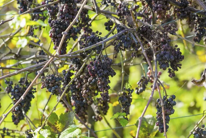 Framed Print : Blue Grapes Spoiled by Drought Print Framed Print : Blue Grapes Spoiled by Drought Print