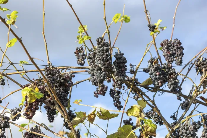 Framed Print : Blue Grapes on Vines Spoiled by Drought Print Framed Print : Blue Grapes on Vines Spoiled by Drought Print
