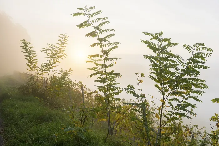 Framed Print : Print of Black Locust Grove in Dawn Haze