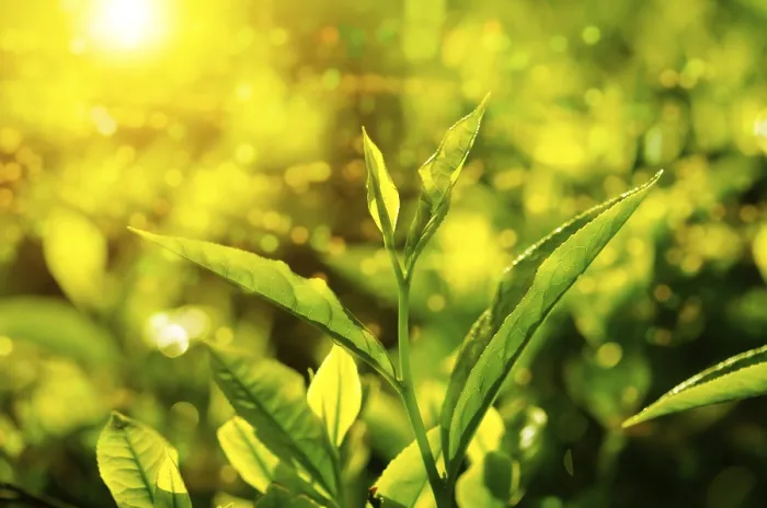 Framed Print : Tea Leaf Close Up Print with Bokeh and Sunlight Framed Print : Tea Leaf Close Up Print with Bokeh and Sunlight