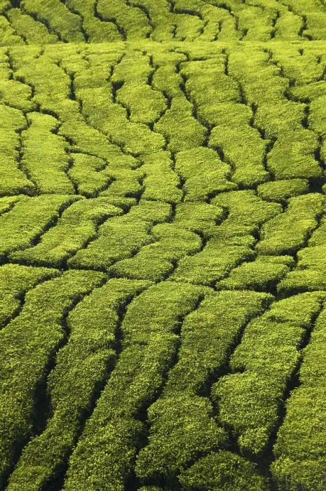 Framed Print : Tea Plantation Texture Print Framed Print : Tea Plantation Texture Print