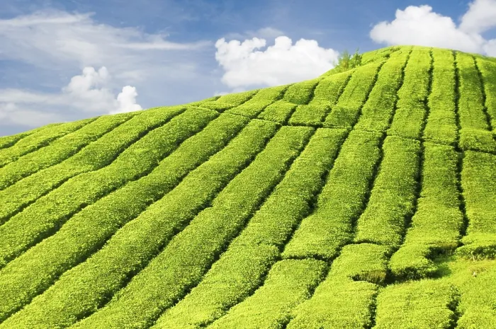 Framed Print : Tea Plantations Print