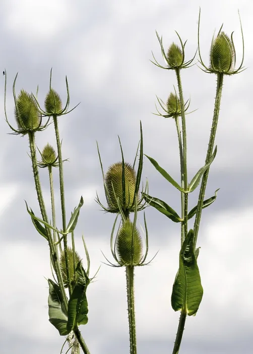 Framed Print : Teasel Print - Dipsacus Plant Illustration Framed Print : Teasel Print - Dipsacus Plant Illustration