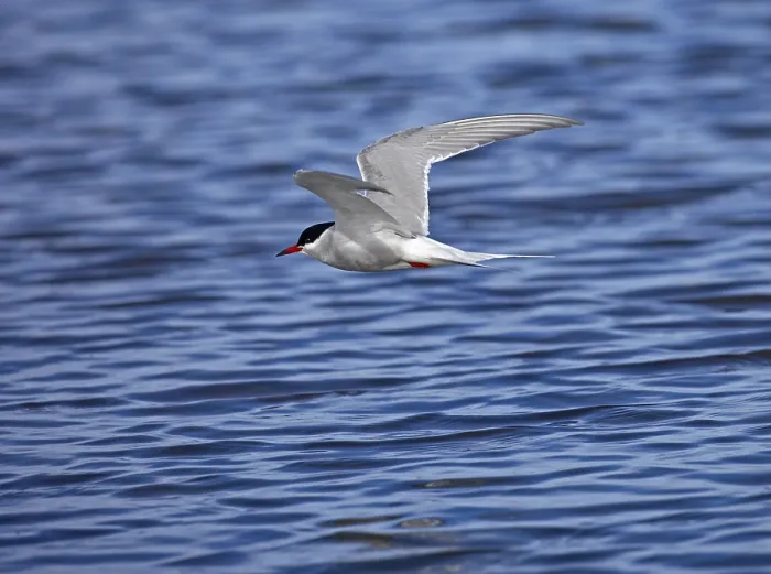 Framed Print : Tern in Flight Print Framed Print : Tern in Flight Print