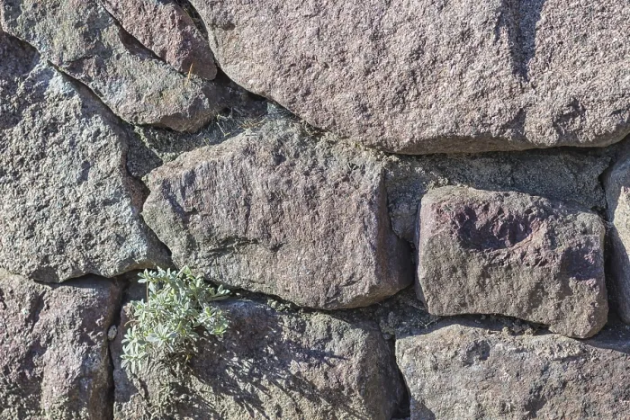 Framed Print : Moss and Lichen Covered Boulder Print Framed Print : Moss and Lichen Covered Boulder Print