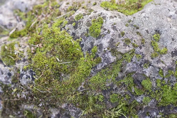 Framed Print : Moss and Lichen Covered Boulder Print Framed Print : Moss and Lichen Covered Boulder Print
