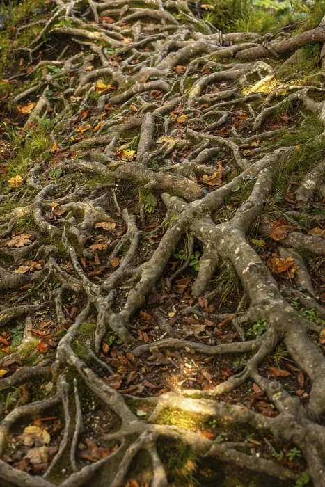 Framed Print : Asymmetrical Tree Root Texture Print Framed Print : Asymmetrical Tree Root Texture Print