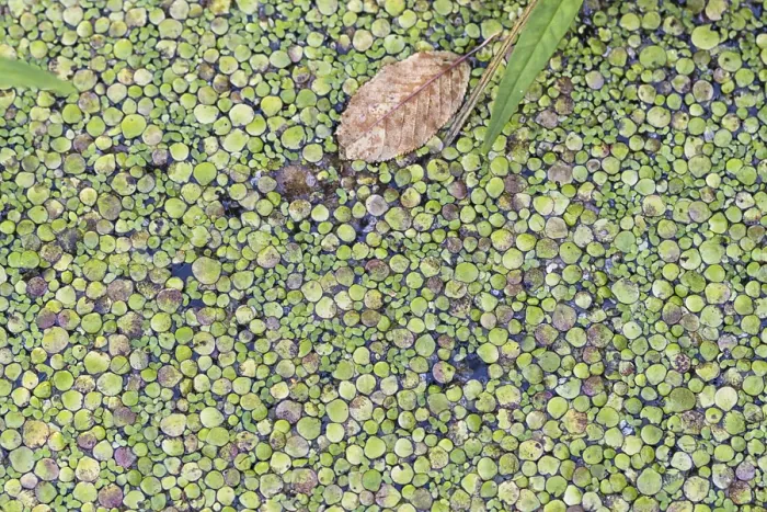 Framed Print : Duckweed Texture Print on Water Surface Framed Print : Duckweed Texture Print on Water Surface
