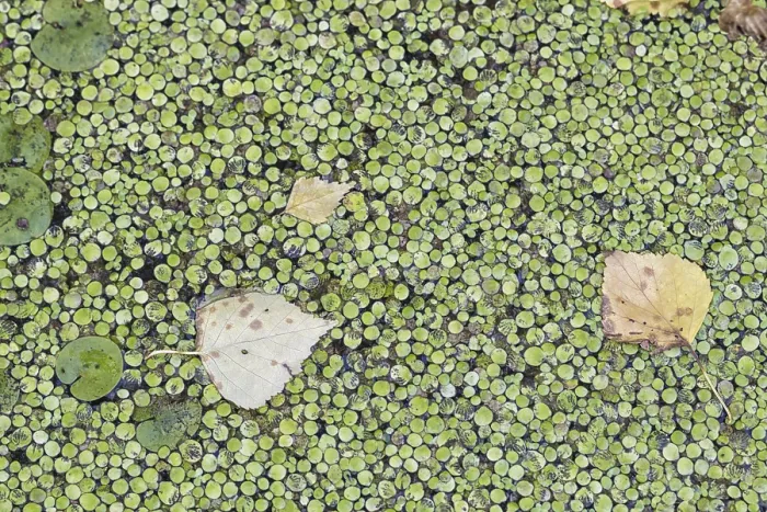 Framed Print : Texture of duckweed on water Print Framed Print : Texture of duckweed on water Print