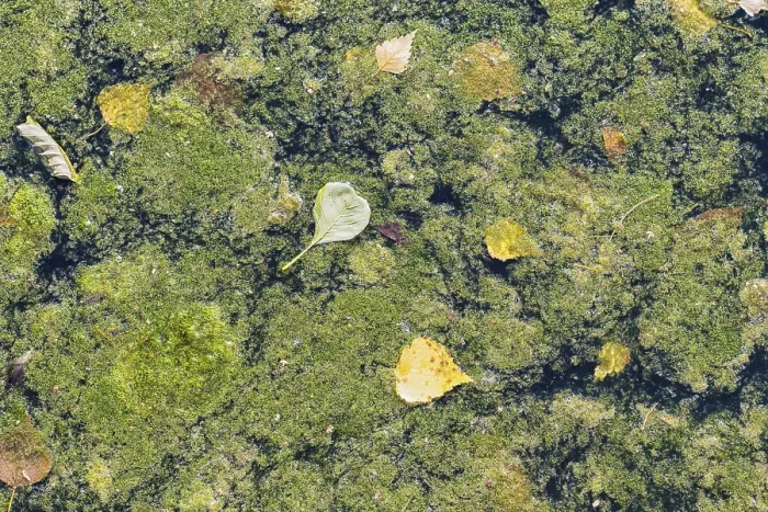 Framed Print : Duckweed Texture Print on Water's Surface Framed Print : Duckweed Texture Print on Water's Surface