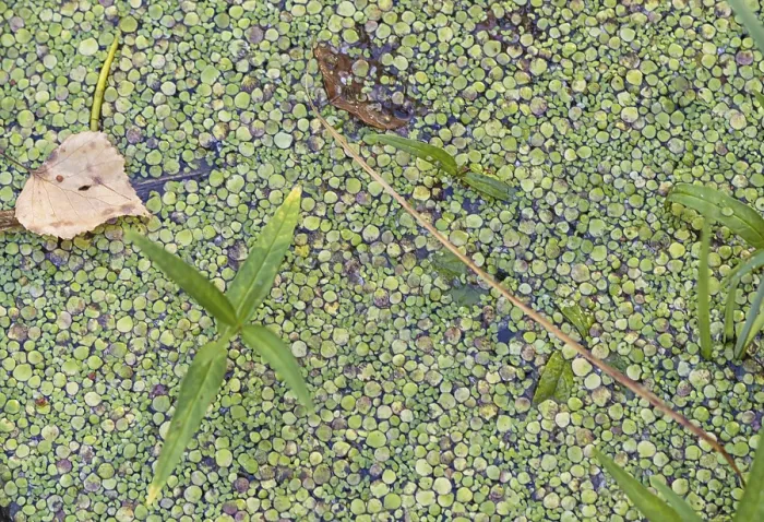 Framed Print : Duckweed Texture Print on Water Surface Framed Print : Duckweed Texture Print on Water Surface
