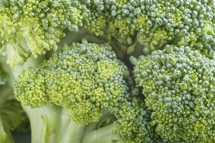 Framed Print : Macro Print of Fresh Green Broccoli Texture Framed Print : Macro Print of Fresh Green Broccoli Texture