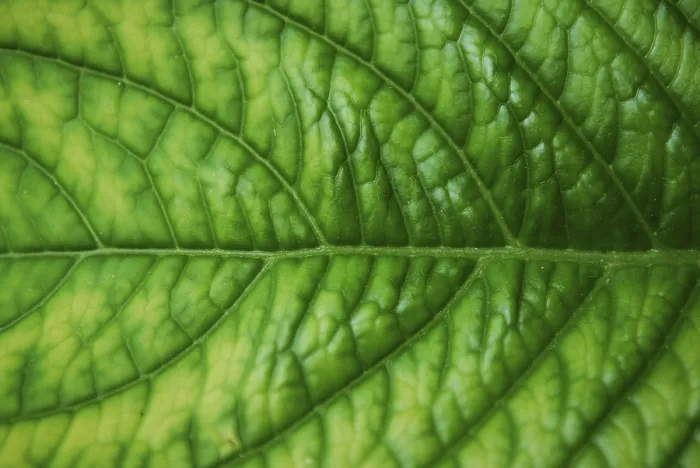 Framed Print : Green Leaf Texture Print - Nature Background Framed Print : Green Leaf Texture Print - Nature Background