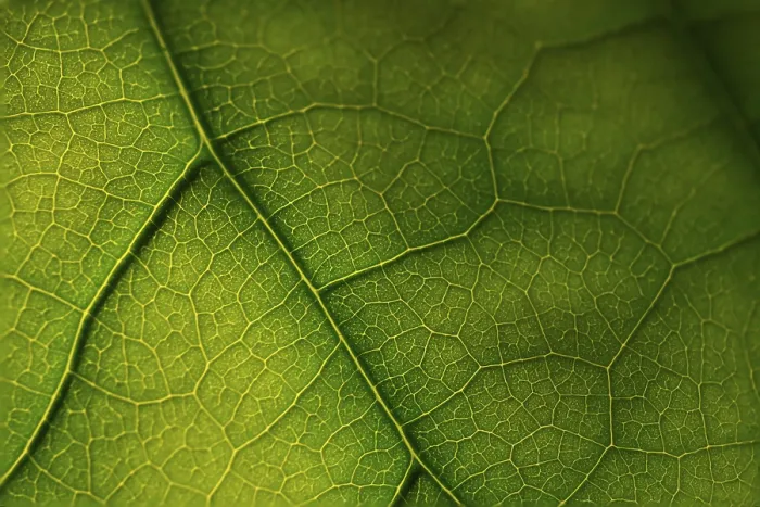 Framed Print : Texture of Green Leaf Print Framed Print : Texture of Green Leaf Print