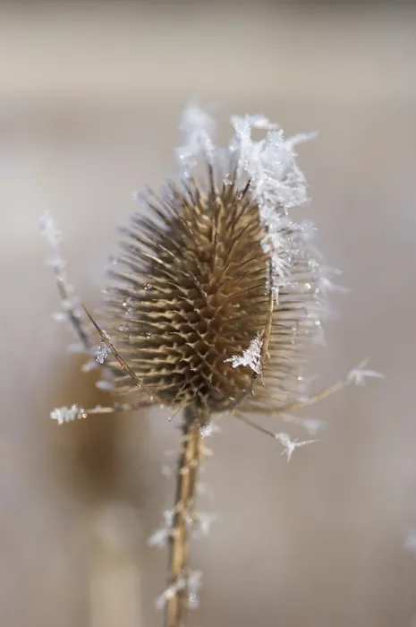 Framed Print : Thistle with Hoarfrost Print Framed Print : Thistle with Hoarfrost Print