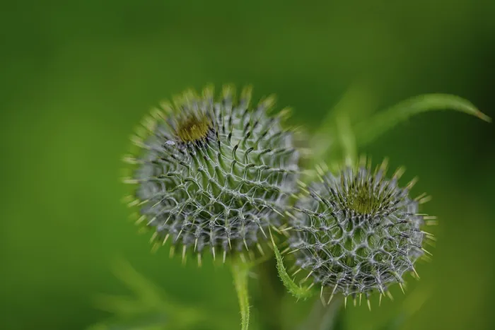 Framed Print : Close-up of Two Thistles with Prickly Structures Print Framed Print : Close-up of Two Thistles with Prickly Structures Print
