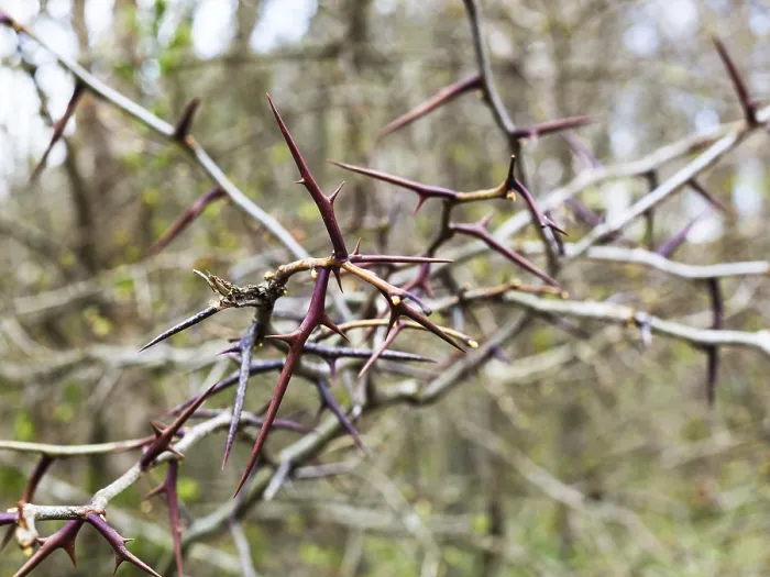 Framed Print : Spring Thorns on Bare Acacia Branches Print Framed Print : Spring Thorns on Bare Acacia Branches Print