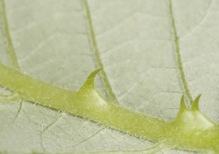 Framed Print : Thorns on a leaf Print - Close-up Botanical Detail Framed Print : Thorns on a leaf Print - Close-up Botanical Detail