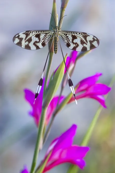 Framed Print : Below Thread Lacewing Print, Nemoptera bipennis