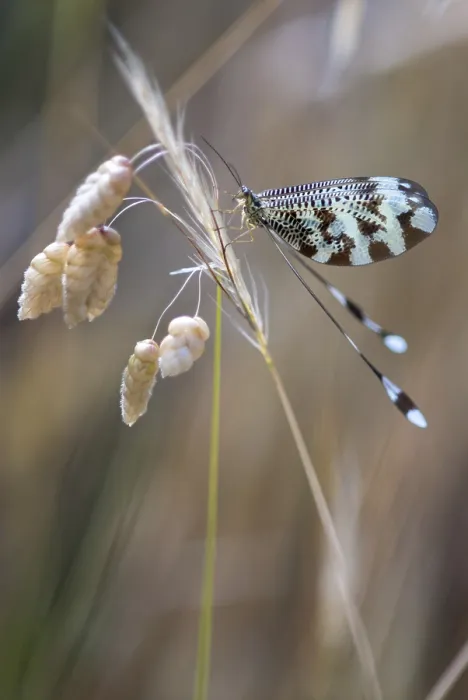 Framed Print : Below Thread Lacewing Print, Nemoptera bipennis Framed Print : Below Thread Lacewing Print, Nemoptera bipennis