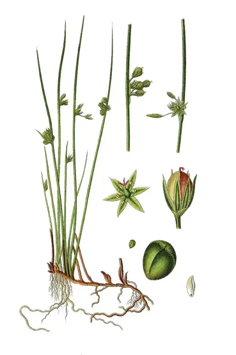 Framed Print : Thread Rush Print, 1796 Chromolithography