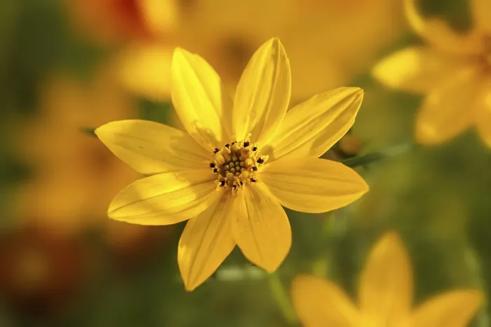 Framed Print : Threadleaf Coreopsis Print (Coreopsis verticillata Zagreb) Framed Print : Threadleaf Coreopsis Print (Coreopsis verticillata Zagreb)