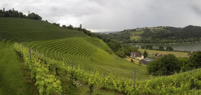Framed Print : Thunderclouds over Vineyard Print, Austria Framed Print : Thunderclouds over Vineyard Print, Austria
