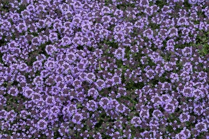 Framed Print : Thyme in Bloom Print, Germany Framed Print : Thyme in Bloom Print, Germany
