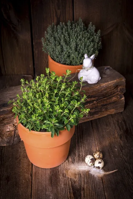 Framed Print : Herbs Thyme and Oregano Print Framed Print : Herbs Thyme and Oregano Print