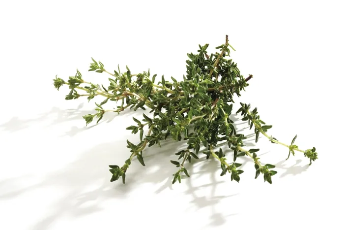 Framed Print : Thyme (Thymus) Print Framed Print : Thyme (Thymus) Print