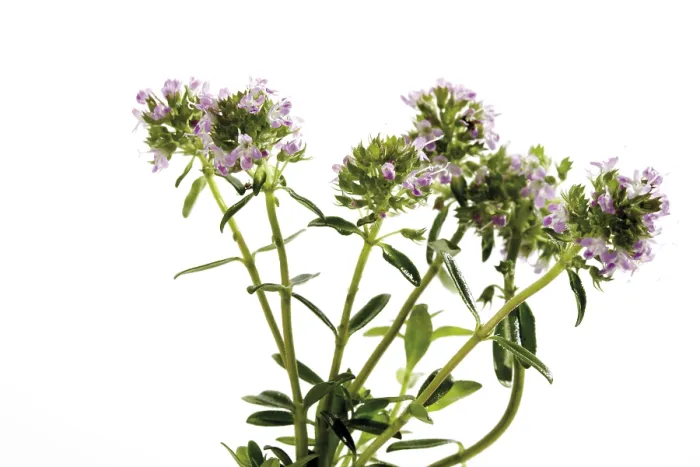 Framed Print : Thyme (Thymus) Print - Flowers in Bloom Framed Print : Thyme (Thymus) Print - Flowers in Bloom