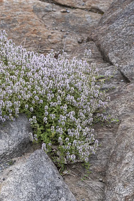 Framed Print : Thyme (Thymus praecox) Print Framed Print : Thyme (Thymus praecox) Print