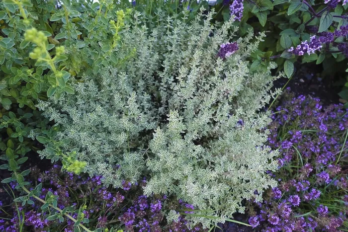 Framed Print : Thyme Varieties Print - Medicinal Herbs in Germany Framed Print : Thyme Varieties Print - Medicinal Herbs in Germany