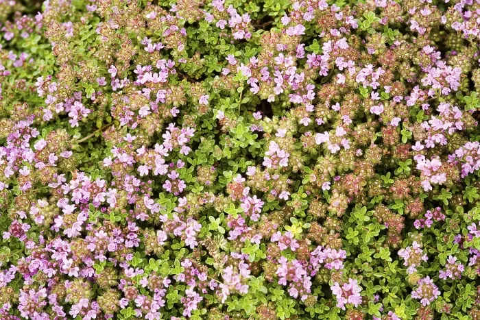 Framed Print : Thymus praecox Print - Common Thyme Plant Framed Print : Thymus praecox Print - Common Thyme Plant