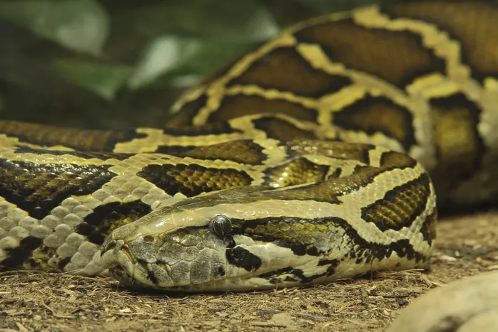 Framed Print : Print of Tiger python (Python molurus), captive Framed Print : Print of Tiger python (Python molurus), captive