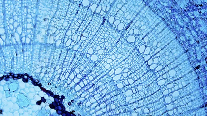 Framed Print : Tilia Stem under Optical Microscope Print Framed Print : Tilia Stem under Optical Microscope Print