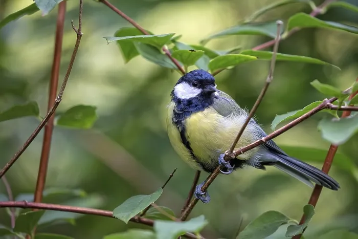 Framed Print : Wild Tit in the Forest Print Framed Print : Wild Tit in the Forest Print