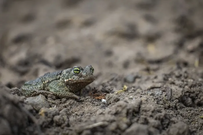 Framed Print : Natterjack Toad Print