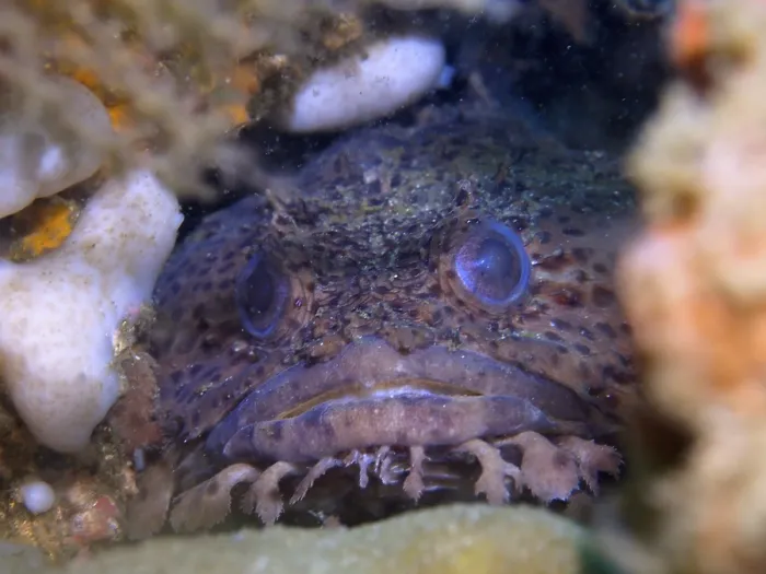 Framed Print : Gulf Toadfish Peeking Out of Coral Reef Print Framed Print : Gulf Toadfish Peeking Out of Coral Reef Print