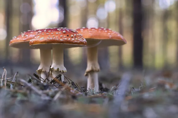Framed Print : Toadstool Print, Poisonous Mushroom in Forest Framed Print : Toadstool Print, Poisonous Mushroom in Forest