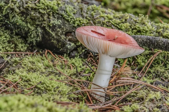 Framed Print : Toadstool in the Mixed Forest Print Framed Print : Toadstool in the Mixed Forest Print