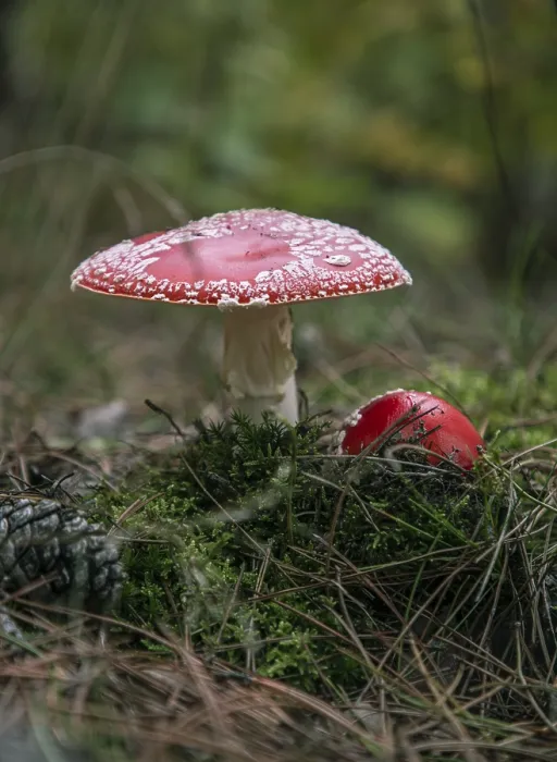 Framed Print : Two toadstools in the forest, print Framed Print : Two toadstools in the forest, print