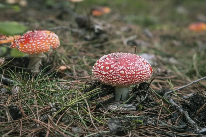 Framed Print : Toadstools with White Dots on Forest Floor Print Framed Print : Toadstools with White Dots on Forest Floor Print